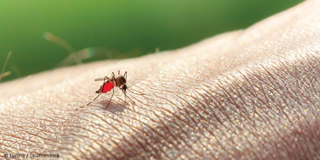 Capsulae lutte contre le paludisme grâce à un savon répulsif anti-moustiques